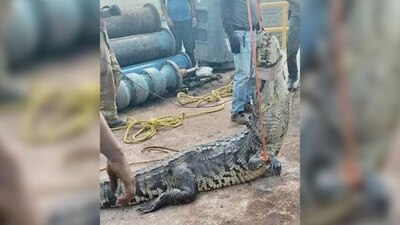 Fue necesaria la intervención de personal de un criadero de este reptil
