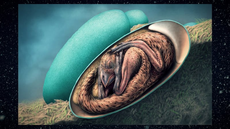 Este es el embrión de dinosaurio que está sorprendiendo al mundo