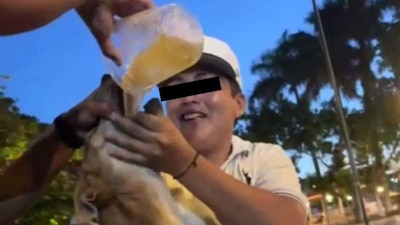 Organizaciones exigieron a las autoridades actuar en contra de los jóvenes por maltrato animal