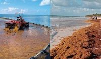 Marina retira más de 29 mil toneladas de sargazo en costas de Quintana Roo