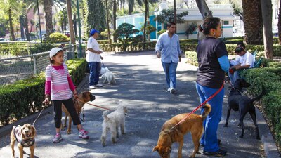 La agenda de bienestar animal no ha sido una prioridad en estas campañas, al menos no para los candidatos presidenciales