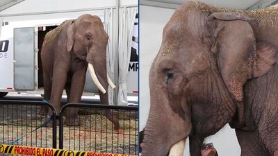 Este elefante trabajó durante 30 años en el Circo de los Hermanos Fuentes Gazca