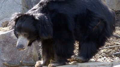 Autoridades planean imponer sanciones a quienes resulten responsables