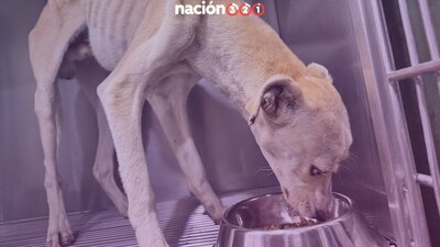 Los hechos ocurrieron en un domicilio de Los Reyes La Paz, donde el perrito habría sido abandonado en una azotea