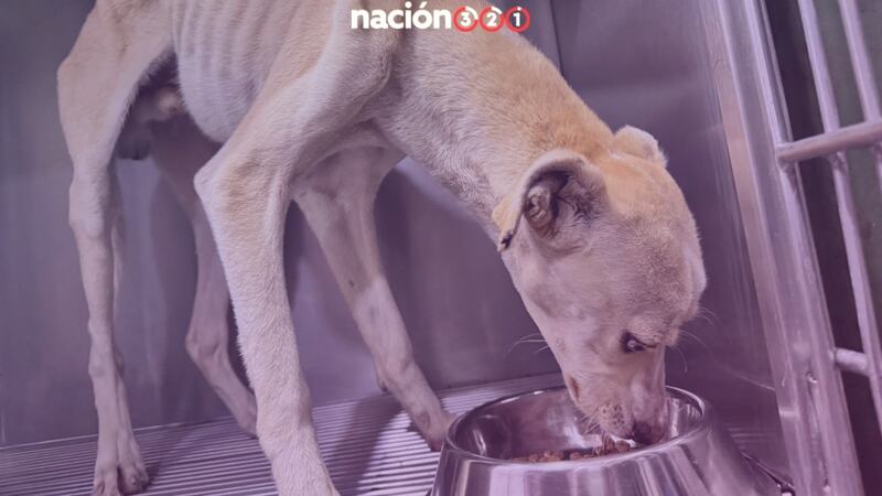 ¡'Valiente'! En piel y huesos rescatan a perrito de azotea del Edomex