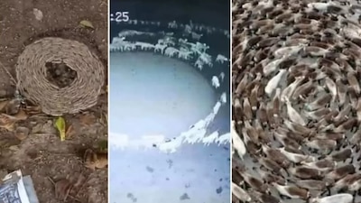 Desde el fin del mundo a una enfermedad bacteriana, han sido las posibles explicaciones