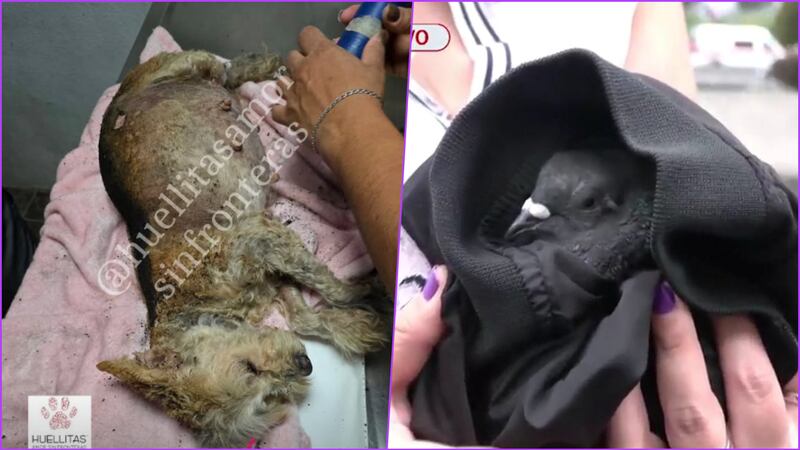 Explosión en Iztapalapa: rescatan a perrita embarazada y a  una paloma herida