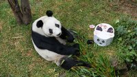 “Si se va ella, yo también”: el amor del cuidador de Xin Xin, la última panda de México
