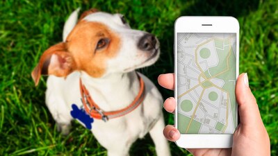 Son múltiples los beneficios de registrar a tus mascotas