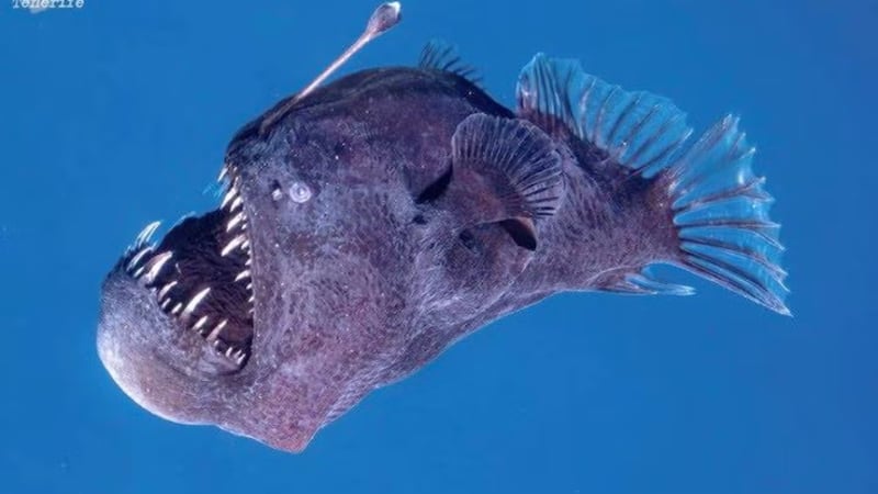 ¡Insólito! Captan a Pez Diablo nadando en la superficie del mar