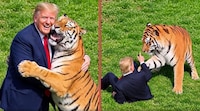 VIDEO: Trump publica montaje hecho con IA donde juega con el tigre que mató a un joven en Inglaterra