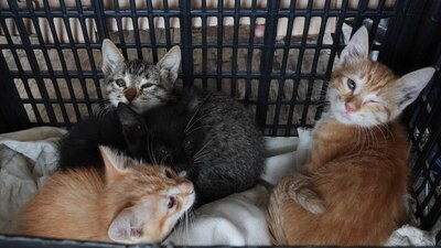 Se han infectado 29 gatitos y han tenido que sacrificar a 14