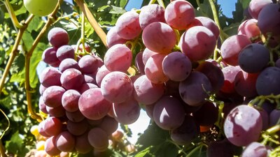 México forma parte de la Organización Internacional de la Viña y el Vino