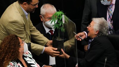 Emilio Álvarez Icaza regaló una planta de marihuana a la secretaria de Gobernación, Olga Sánchez Cordero