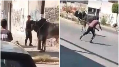 Los animales habían escapado del rastro municipal de Celaya y corrieron por las calles.