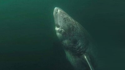 Los biólogos señalaron que el referido tiburón parecía un ser prehistórico