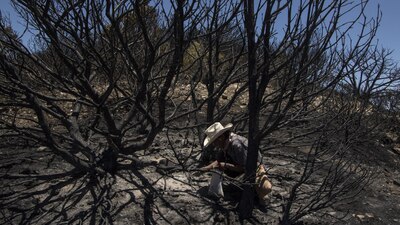 La sentencia otorgada justifica que los argumentos resultan jurídicamente ineficaces para demostrar la inconstitucionalidad