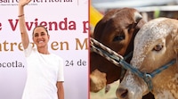 México reanudará en agosto la exportación de ganado hacia EU, confirma Sheinbaum