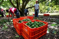 México y EU reanudan en su totalidad las actividades en Michoacán tras suspensión por amenazas