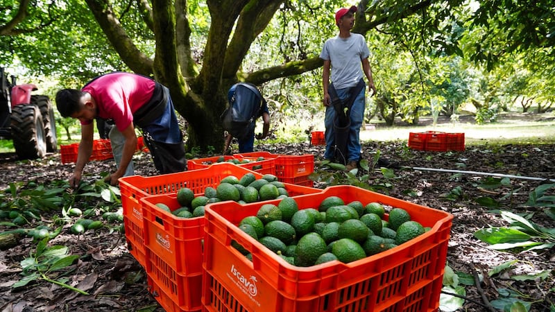 México y EU reanudan en su totalidad las actividades en Michoacán tras suspensión por amenazas