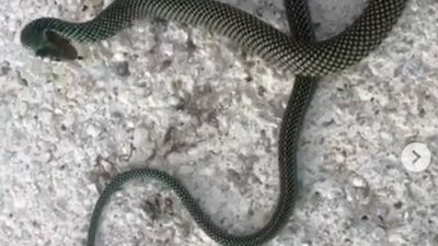 El también actor dijo que solo quería quitar a la víbora de la avenida pues corría riesgo de ser atropellada