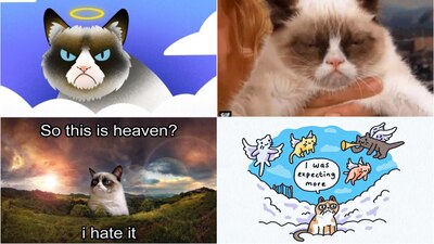 Internet se llenó de memes por la muerte de la famosa gatita 'Grumpy Cat'