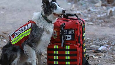 Balam es hijo de Athos, el perro rescatista de la Cruz Roja que murió envenenado en Querétaro