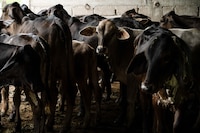 EU alista criadero de moscas para contener propagación del gusano barrenador