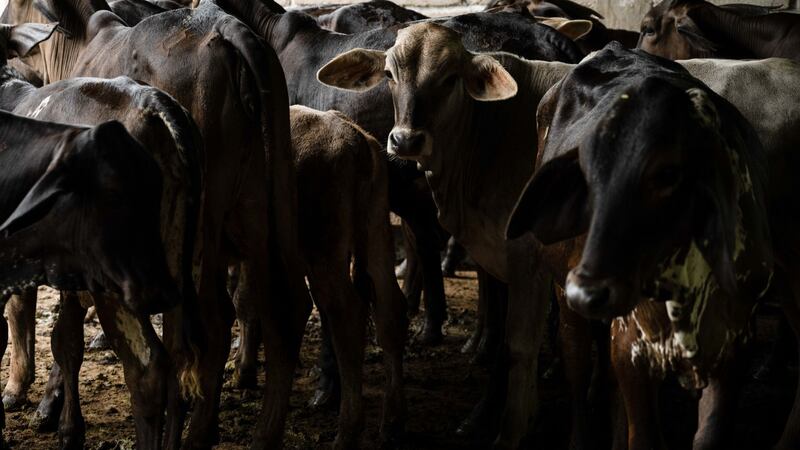 EU alista criadero de moscas para contener propagación del gusano barrenador