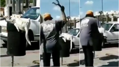 Un perrito buscaba comida cuando fue atacado por un hombre
