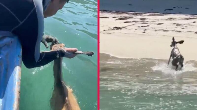 VIDEO: Pescadores rescatan a venado que nadaba exhausto en el Mar de Cortés