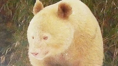 Se cree que es el único en su especie