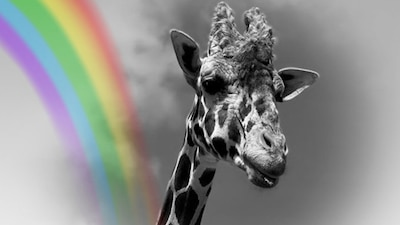 Por más de dos décadas, llenó de alegría al Zoológico del Altiplano