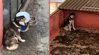 Denuncian presunto maltrato del perrito ‘Tor’ en una parroquia de la Del Valle; Arquidiócesis responde