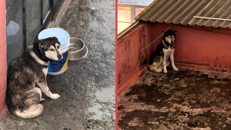 Denuncian presunto maltrato del perrito ‘Tor’ en una parroquia de la Del Valle; Arquidiócesis responde