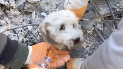 El perro fue trasladado para recibir atención luego de ser rescatado entre los escombros