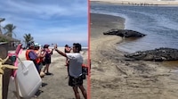 VIDEO: Captan a 2 enormes cocodrilos saliendo del mar en Playa Ventanilla, Oaxaca