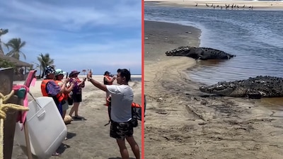 VIDEO: Captan a dos enormes cocodrilos saliendo del mar en Playa Ventanilla, Oaxaca