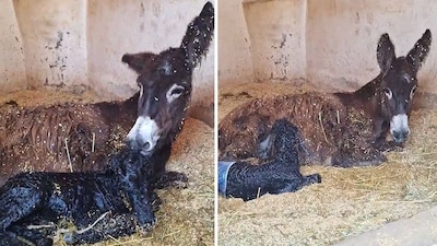 A dos días de la muerte de Elena Larrea, el pequeño asno vio la luz