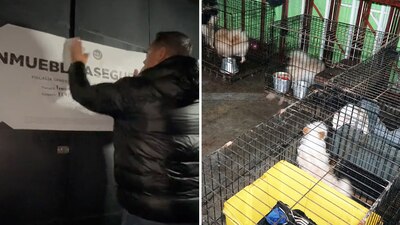 Los perritos tenían lesiones corporales, infecciones y estaban enjaulados