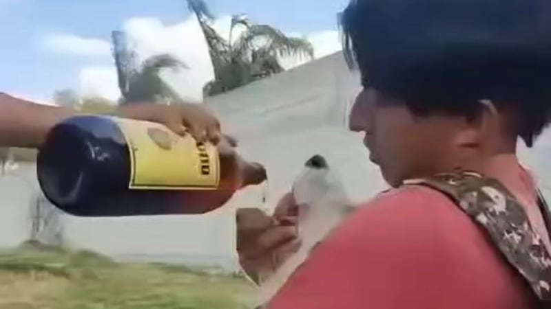 VIDEO: Obligan a perro a beber cerveza en Atotonilco; investigan caso como maltrato animal