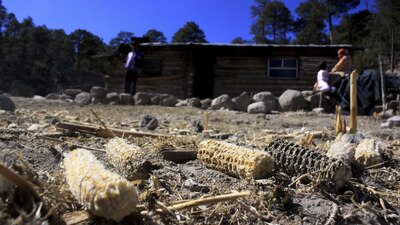 Poco más del 30 por ciento de la superficie de Hidalgo se destina para la agricultura