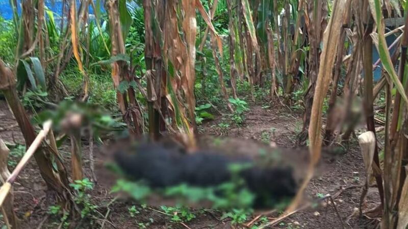 Envenenan a 60 perros en comunidad de Chiapas; casos similares en Guanajuato y Veracruz