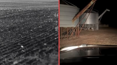 VIDEO: Plaga de ratones es captada en un campo en Australia