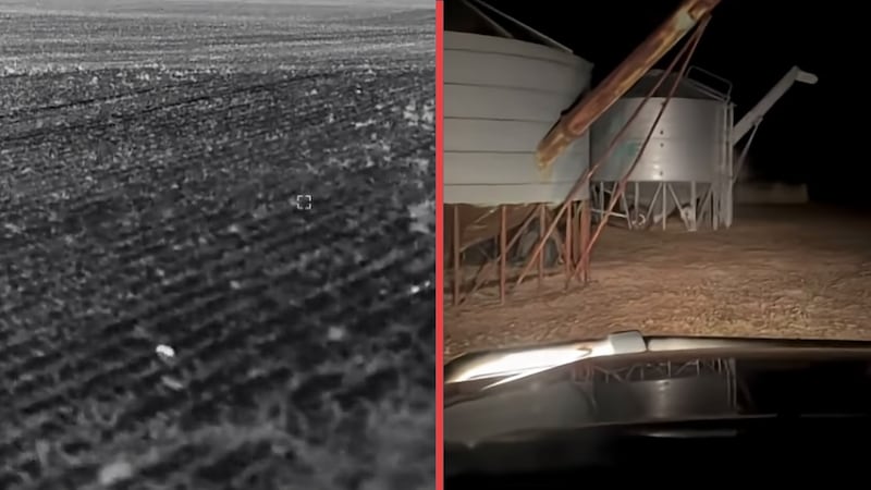¡Pesadilla en Australia! Plaga de ratones es captada en un campo