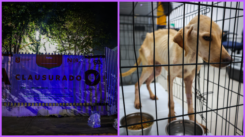 Clausuran centro de bienestar animal en NL; rescatan a 34 ejemplares