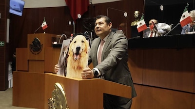 México se convierte en el tercer país de AL en prohibir el uso de animales en pruebas para productos cosméticos