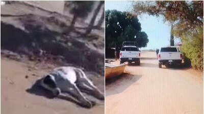 La Fiscalía solicitó a los dueños de las mascotas que colaboren en la investigación