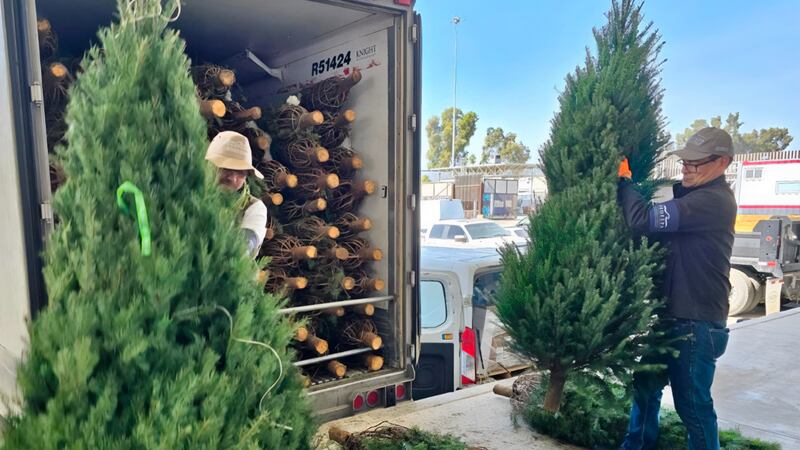 ¡Ya viene Santa! Profepa pone en marcha operativo para árboles de Navidad