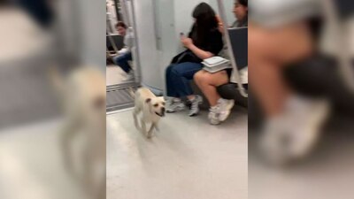 En el video se puede observar a un pequeño 'lomito' correr a toda velocidad en la Línea Dorada